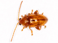 Neocrepidodera transversa